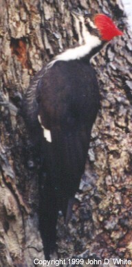 040222-Pileated Woodpecker-digging hole on trunk-by John White.jpg