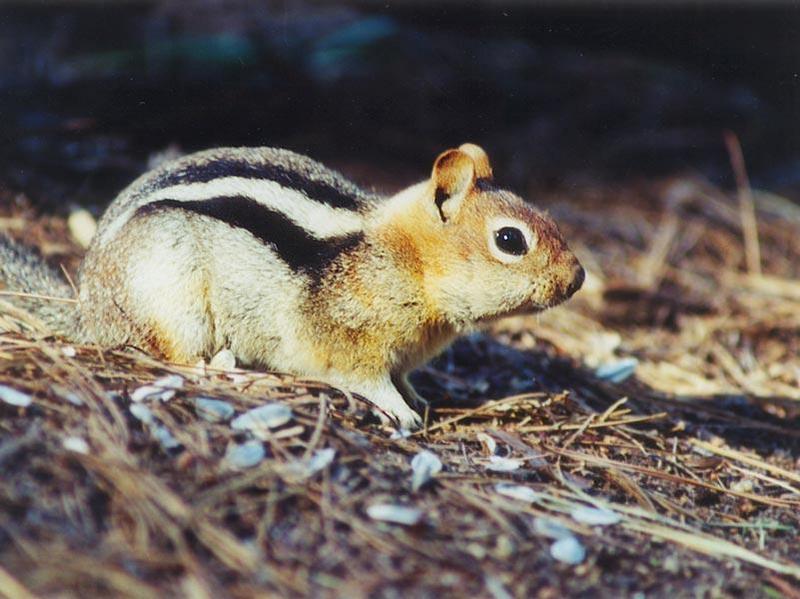 05-Golden-mantled Ground Squirrel-by Gregg Elovich.jpg