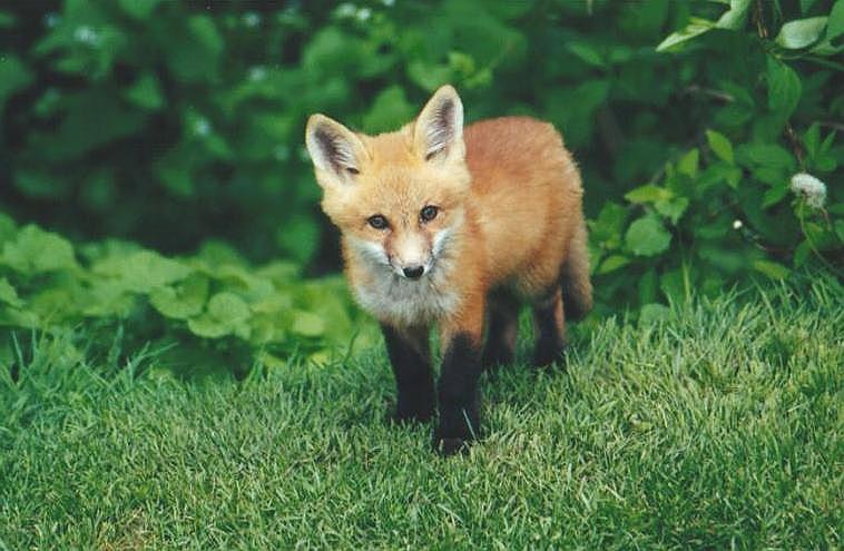 0526-Red Fox-by Art Slack.jpg