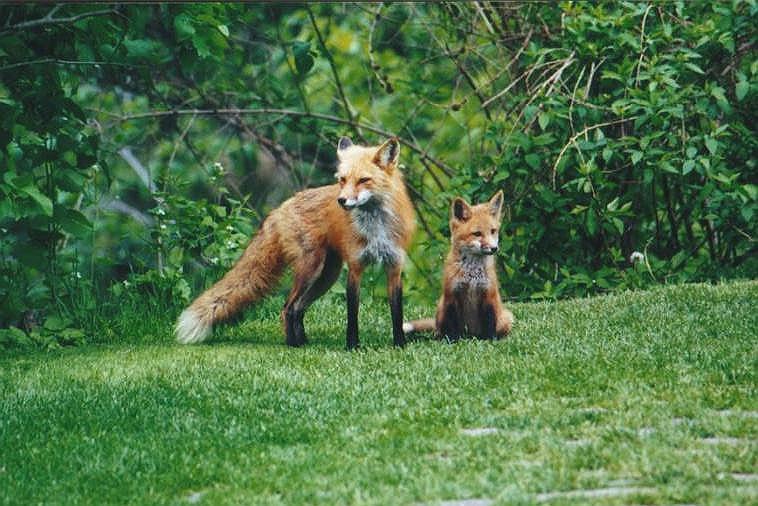 0527-Red Foxes-by Art Slack.jpg