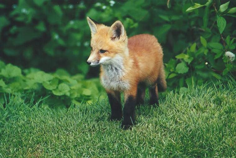 0528-Red Fox-by Art Slack.jpg