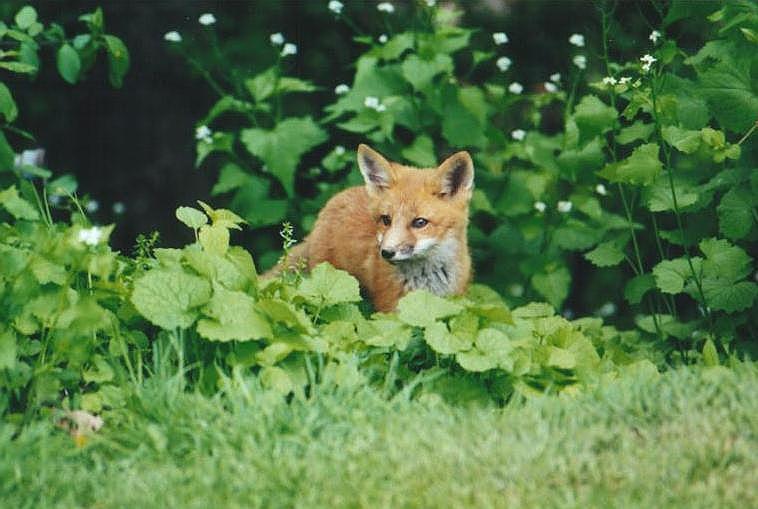0529-Red Fox-by Art Slack.jpg