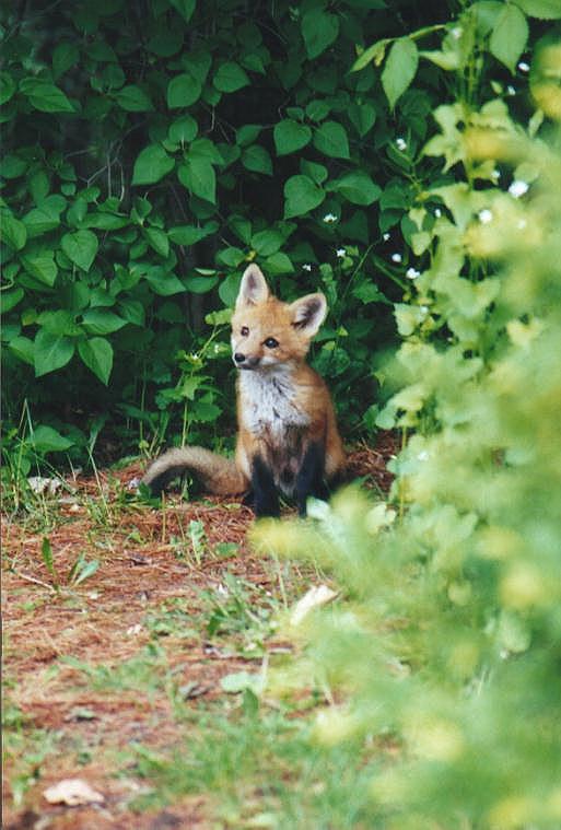 0604-Red Fox-by Art Slack.jpg
