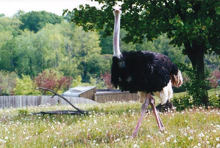 0611-Ostrich-by Art Slack.jpg
