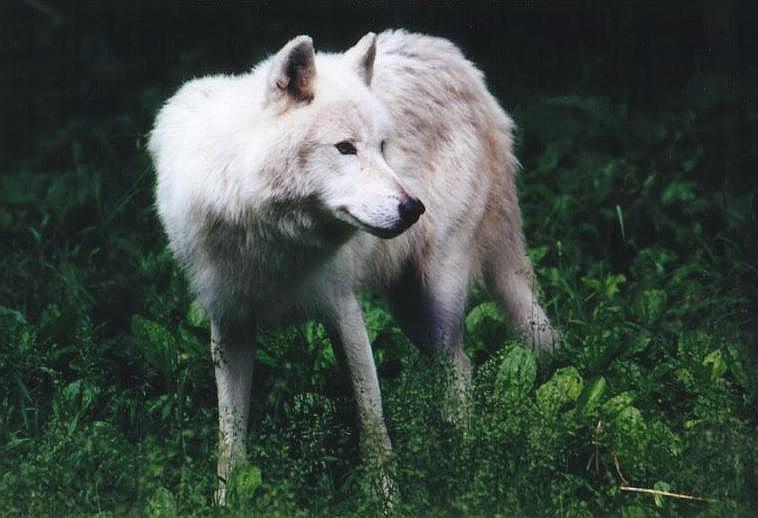 0617-Arctic Wolf-by Art Slack.jpg