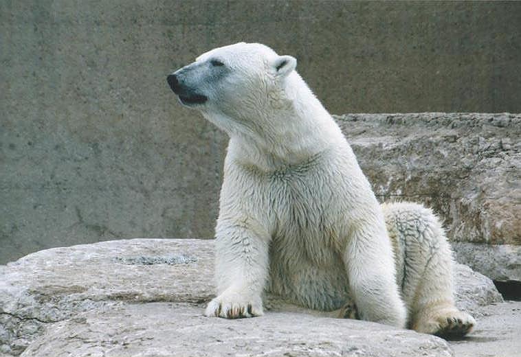 0619-Polar Bear-by Art Slack.jpg