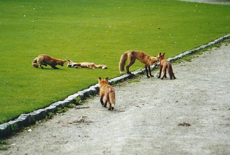 0629-Red Foxes-by Art Slack.jpg