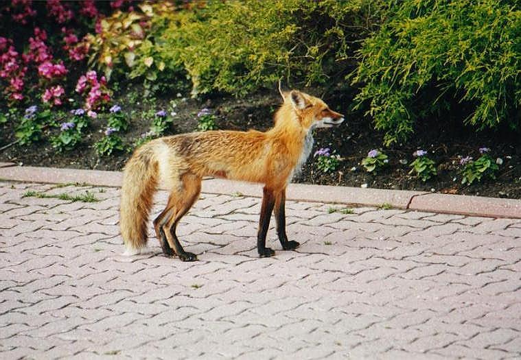 0706-Red Fox-by Art Slack.jpg