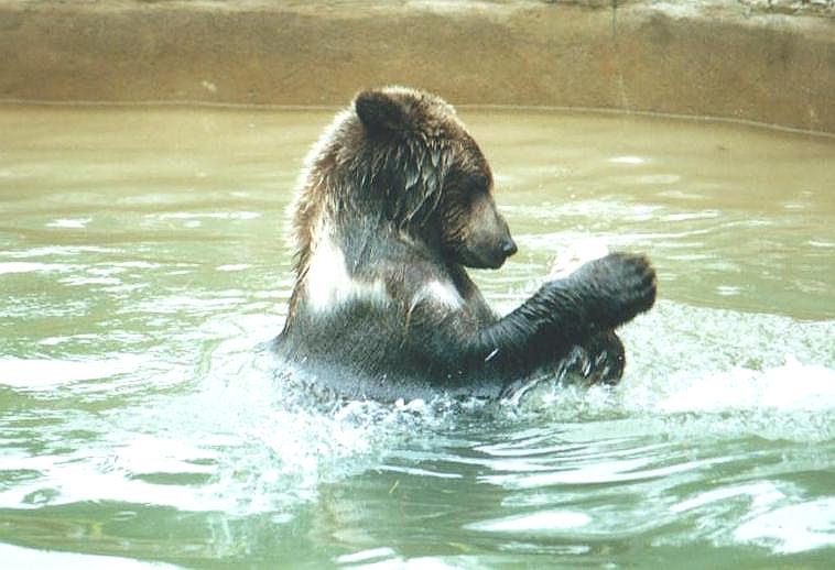 0711-Brown Bear in pool-by Art Slack.jpg