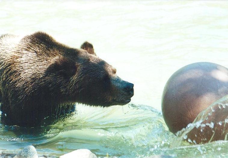 0728-Brown Bear in pool-by Art Slack.jpg