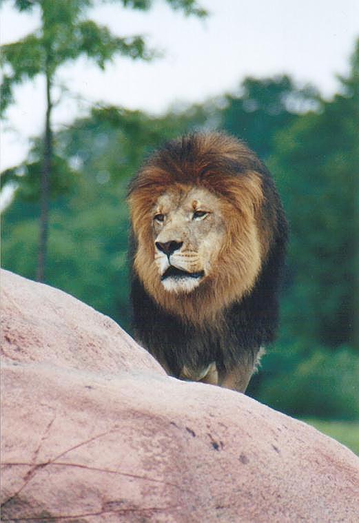 0911-African Lion-by Art Slack.jpg