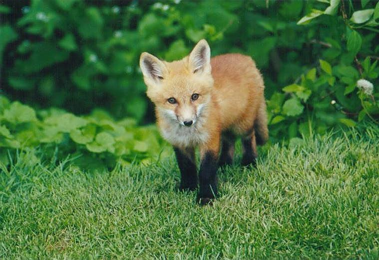 0913-Red Fox-by Art Slack.jpg