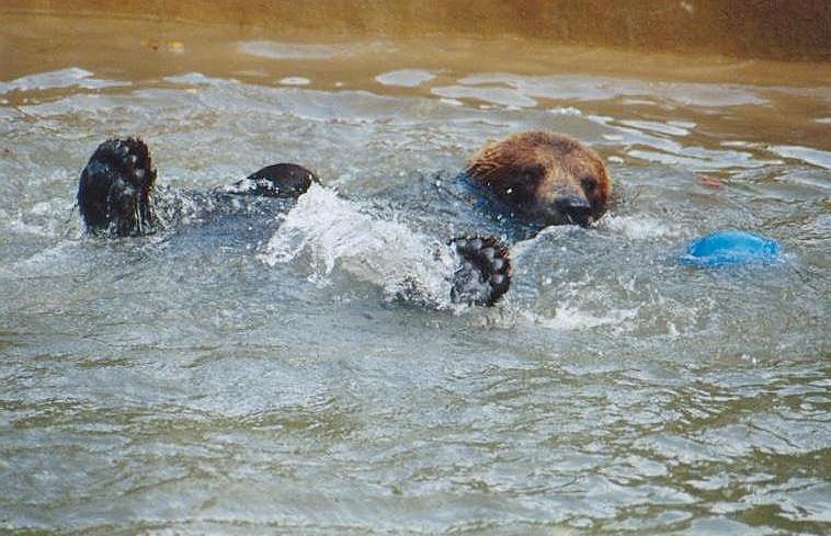 0917-Brown Bear in pool-by Art Slack.jpg