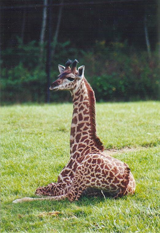 0922-Young Giraffe-by Art Slack.jpg