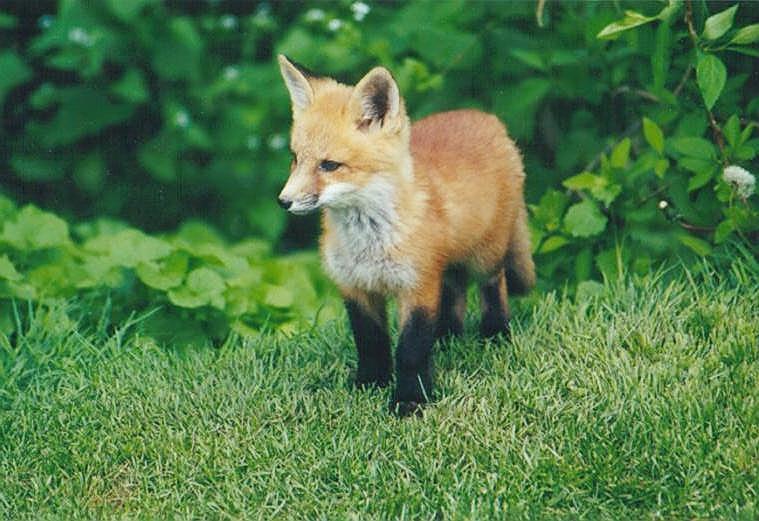 0925-Red Fox-by Art Slack.jpg