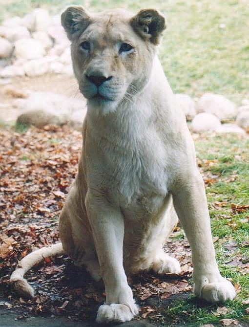 1202-White Lioness-from Toronto Zoo-by Art Slack.jpg