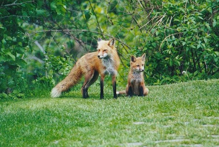 1203-Red Foxes-by Art Slack.jpg