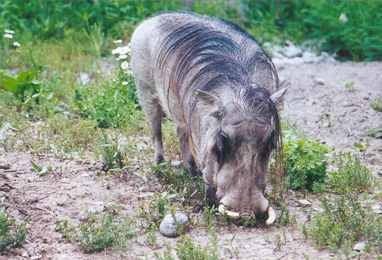 1205-Warthog from Toronto Zoo-by Art Slack.jpg
