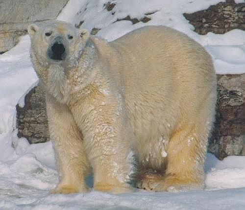 1207-Polar Bear from Toronto Zoo-by Art Slack.jpg