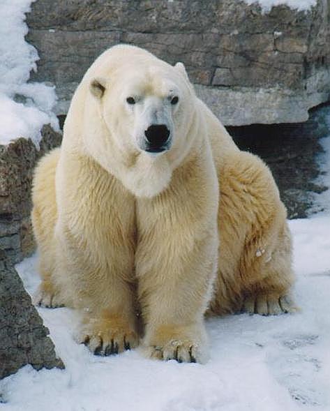 1227-Polar Bear from Toronto Zoo-by Art Slack.jpg