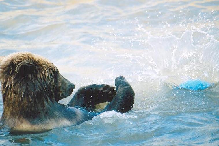 1229-Brown Bear from Toronto Zoo-by Art Slack.jpg