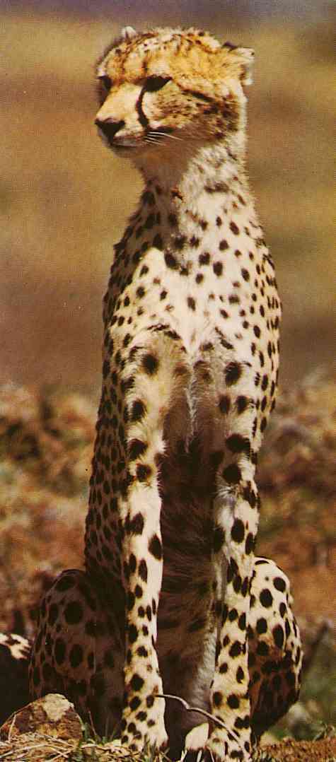 Acinonyx jubatus-Cheetah-TR-by Trudie Waltman.jpg