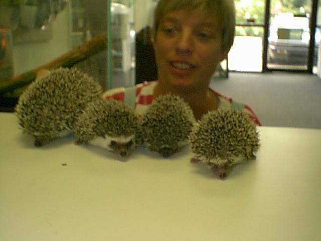 African Pygmy Hedgehogs-on table--by Robin Russell.jpg