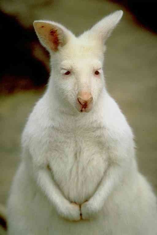 Albino-Kangaroo-by Trudie Waltman.jpg