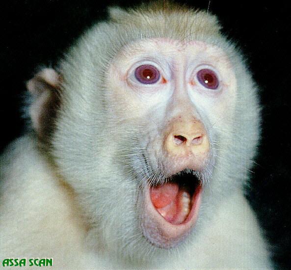 Albino Macaque-Face Closeup-by Askar Isabekov.jpg