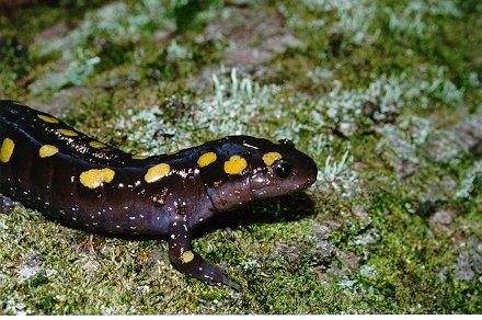 Ambystoma maculatum01-Spotted Salamander-by Dennis Desmond.jpg