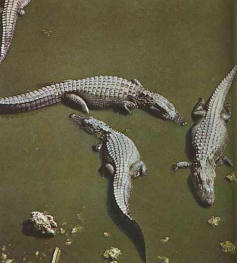 American-Alligators-TR-by Trudie Waltman.jpg