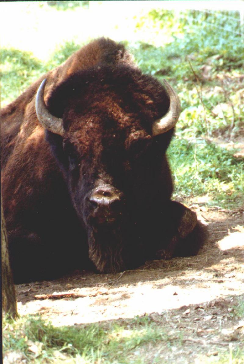 American Plains Bison-by Thomas O'Keefe.jpg