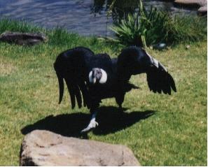 Andean Condor-by Camille Routhier.jpg