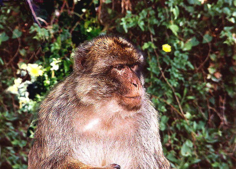 Ape2-Baboon-by Macky637.jpg