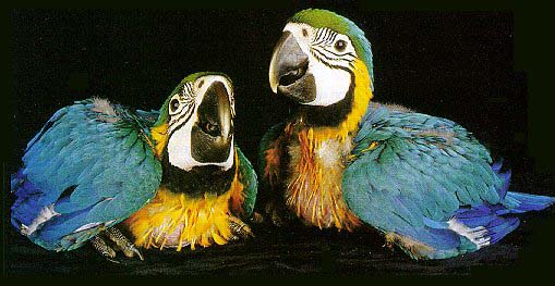 BGchicks-Blue and Gold Macaws-2 chicks-by Lara deVries.jpg