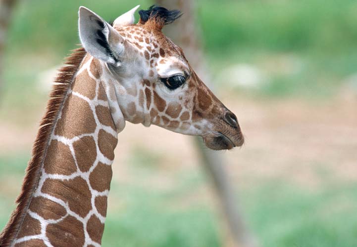 BabyGira1-Giraffe-by Shirley Curtis.jpg