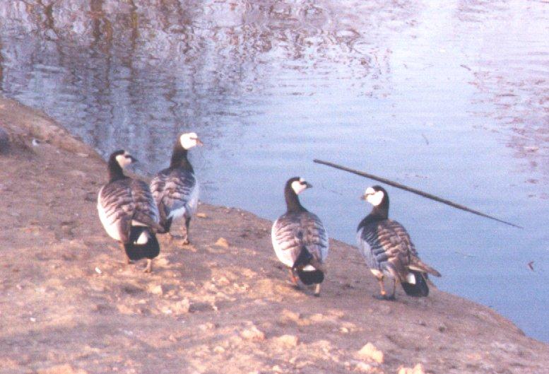 Barnacle Goose-geese on shore-by Dan Cowell.jpg