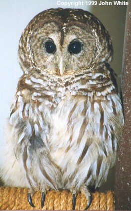 Barred Owl-closeup-captive-by John White.jpg