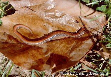 Batrachoseps attenuatus01-Slender Salamander-by Dennis Desmond.jpg