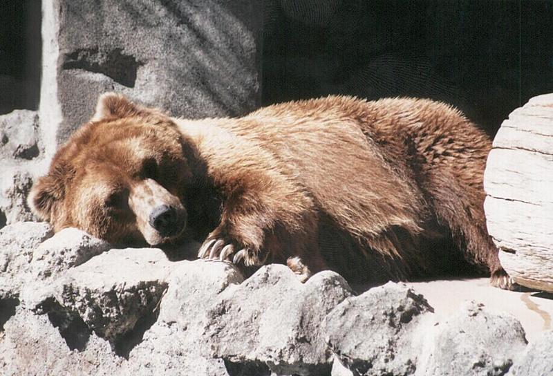 Bear-Grizzly Bear-sleepy at San Diego Zoo-by Ralf Schmode.jpg