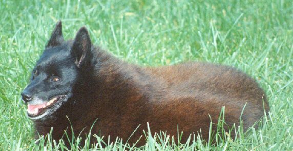 Ben01-Schipperke Dog-sitting on grass-by John White.jpg