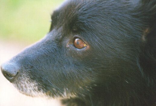 Ben03-Schipperke Dog-face closeup-by John White.jpg