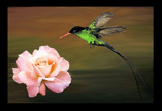 Bird-Rose1-Western Streamertail Hummingbird.jpg