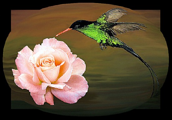 Bird-Rose2-Western Streamertail Hummingbird.jpg