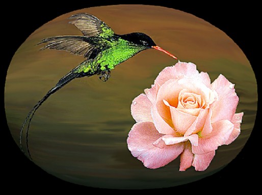 Bird-Rose3-Western Streamertail Hummingbird.jpg