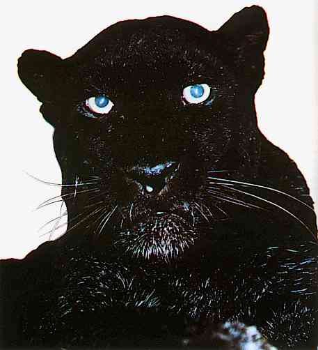 Black-Panther-TR-by Trudie Waltman.jpg