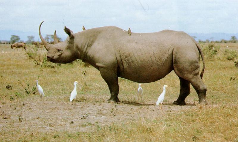 BlackRhinoceros J01-With Egrets-and-oxpeckers.jpg