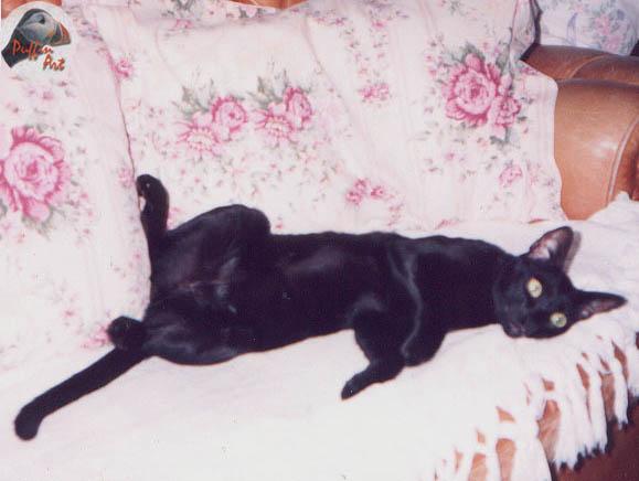 Black House Cat-Toy - this is life-by Vanda and Roar Malvig.jpg