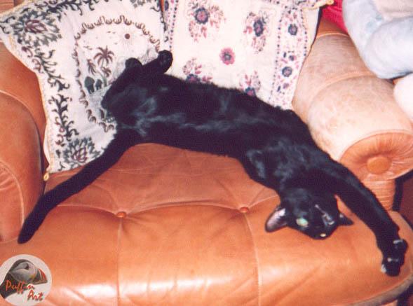 Black House Cat-Toy - this is still life-by Vanda and Roar Malvig.jpg