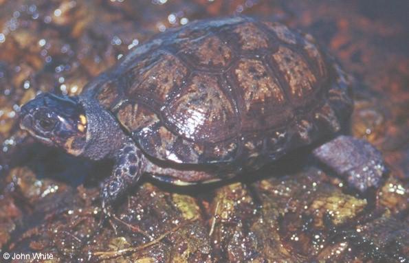 Bog Turtle  Clemmys muhlenbergii  1-John White.jpg